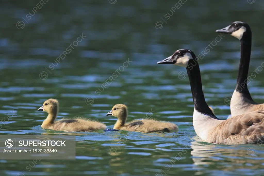 Family of canada geese Branta canadensis