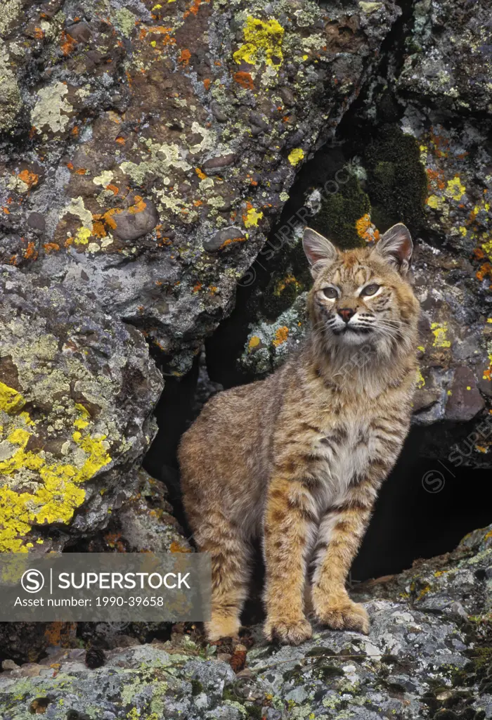 Bobcat Lynx rufus scans territory outside den in bedrock outcrop, Rocky Mountains, North America.