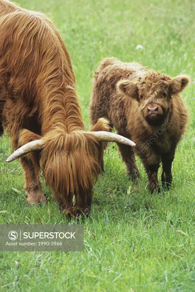 Highland Cattle, mother and calf, near Duncan, Vancouver Island, British Columbia, Canada