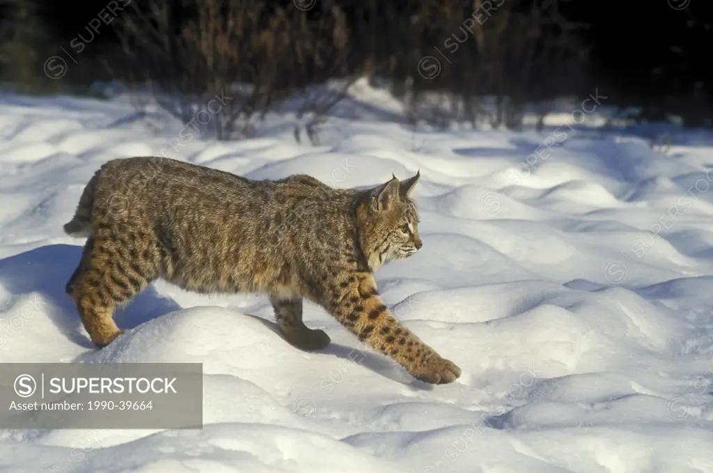 Bobcat Lynx rufus in winter, Rocky Mountains, North America.
