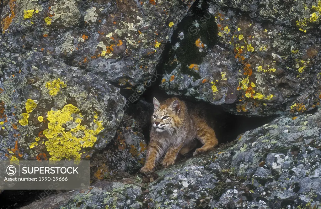 Bobcat Lynx rufus emerges from den in bedrock outcrop, Rocky Mountains, North America.