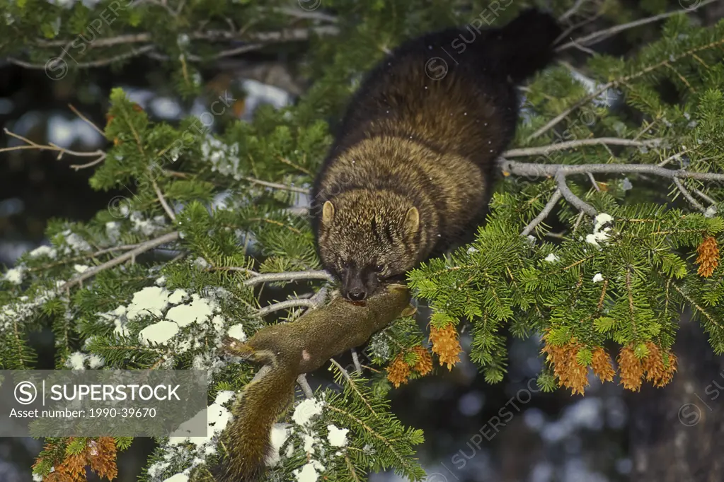 Fisher Martes pennanti & red squirrel, winter, Rocky Mountains, North America.