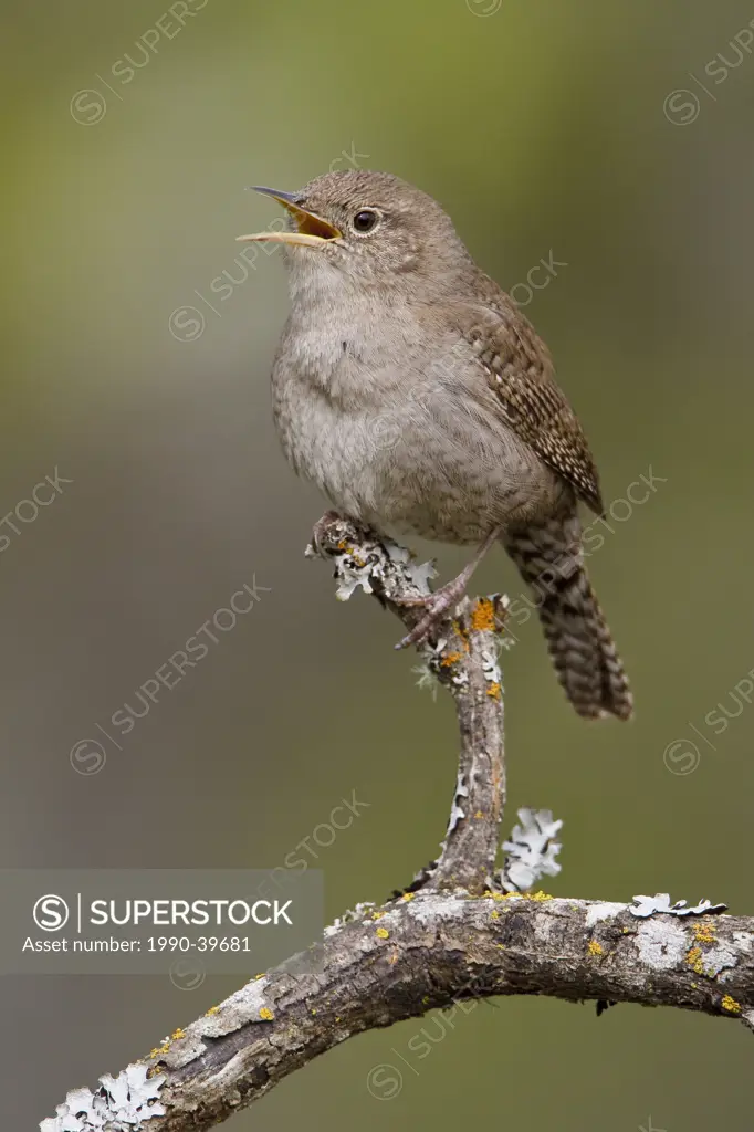 House Wren Troglodytes aedon perched on a branch in Victoria, BC, Canada.