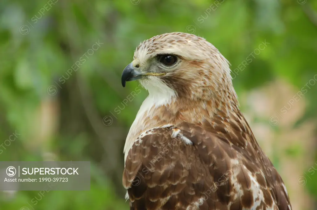 Close up of a Red_tailed Hawk Buteo jamaicensis, also known as a Chickenhawk.