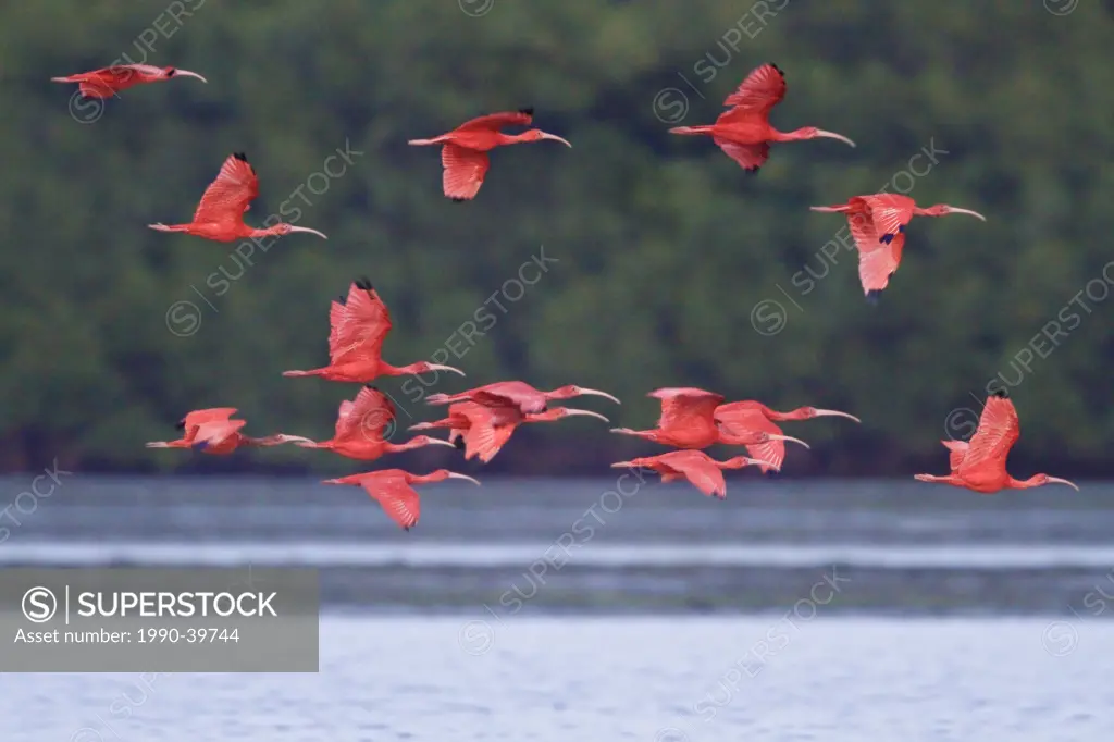 Scarlet Ibis Eudocimus ruber flying to a roost site in Trinidad and Tobago.