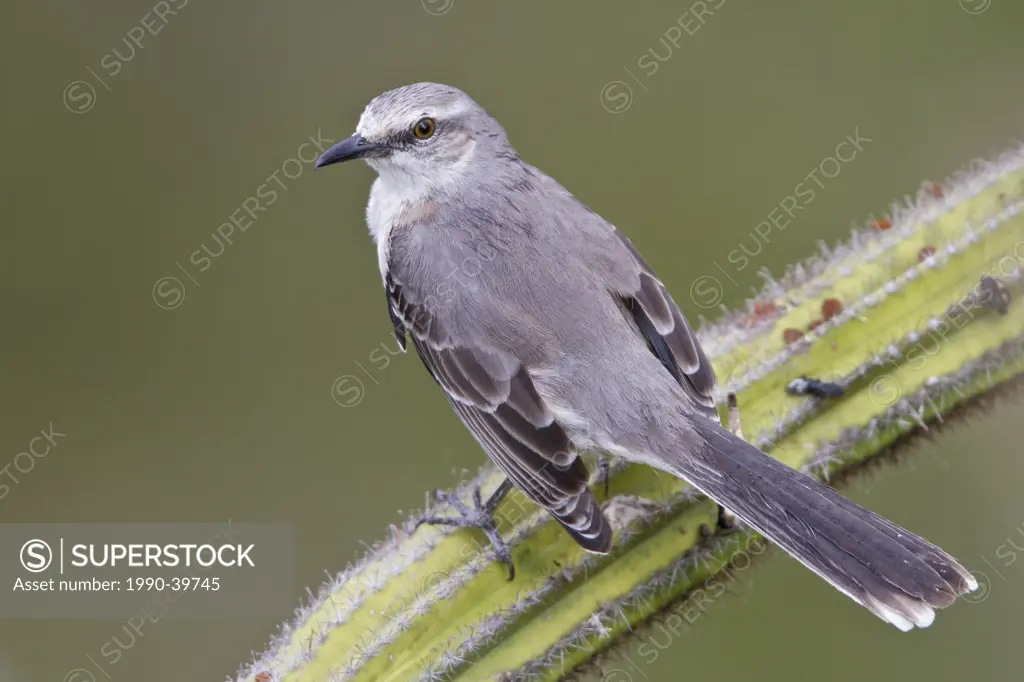 Tropical Mockingbird Mimus gilvus tobagensis perched on a branch in Trinidad and Tobago.