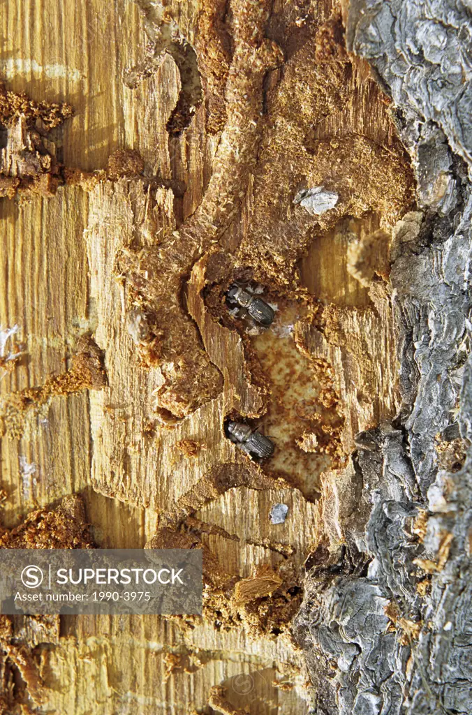 Mountain pine beetle larvae in gallery under bark of pine tree, Smithers, British Columbia, canada