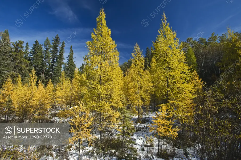 autumn colours on tamarack trees, Duck Mountain Provincial Park, Manitoba, Canada