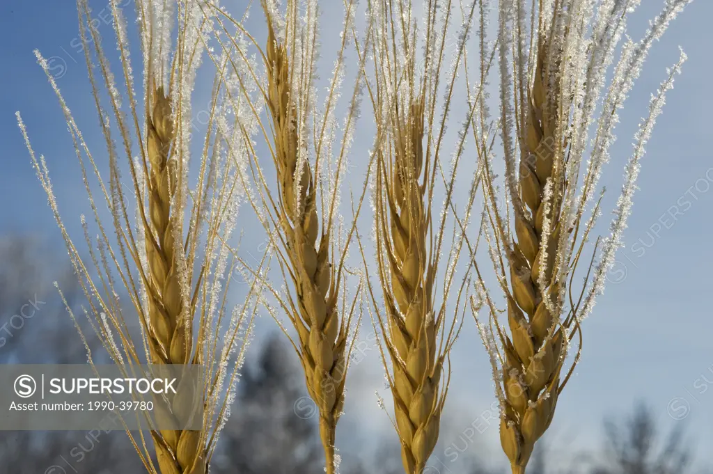 close_up of wheat covered with frost, near Beausejour, Manitoba, Canada