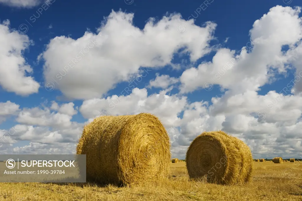 grain straw rolls in stubble field and a sky filled with cumulus clouds developing into cumulonimbus form , near Carey, Manitoba ,Canada