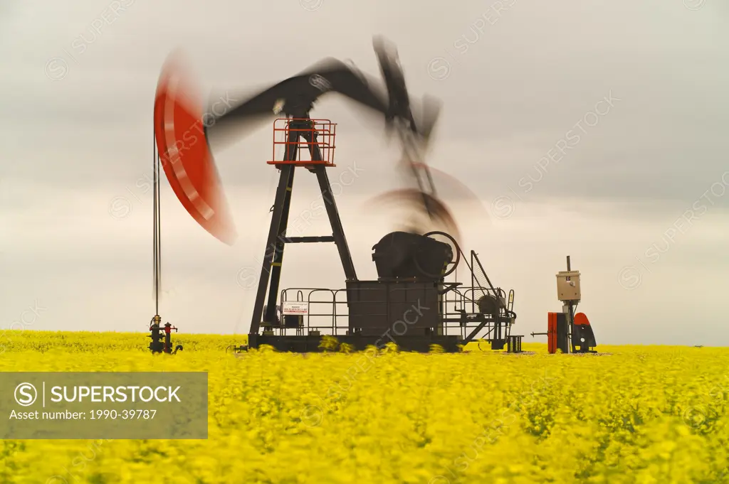bloom stage canola field with moving oil pumpjack, near Carlyle, Saskatchewan, Canada