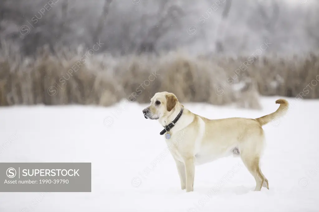 Yellow Labrador Retriever standing in a marsh on a frosty winter day. Assiniboine Forest, Winnipeg, Manitoba, Canada.