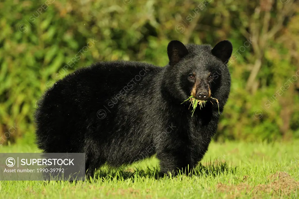Black bear Ursus americanus eating grass on residential lawn.