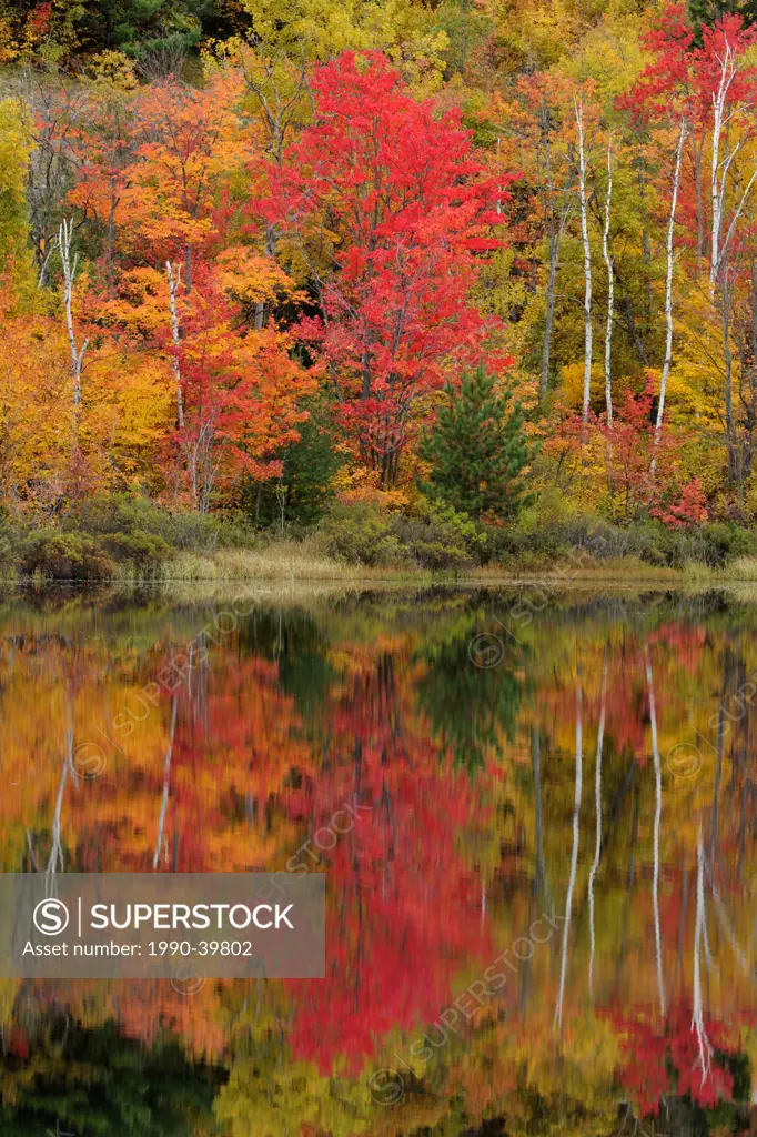 Autumn reflections in Gryphon Lake. Espanola, Ontario, Canada.