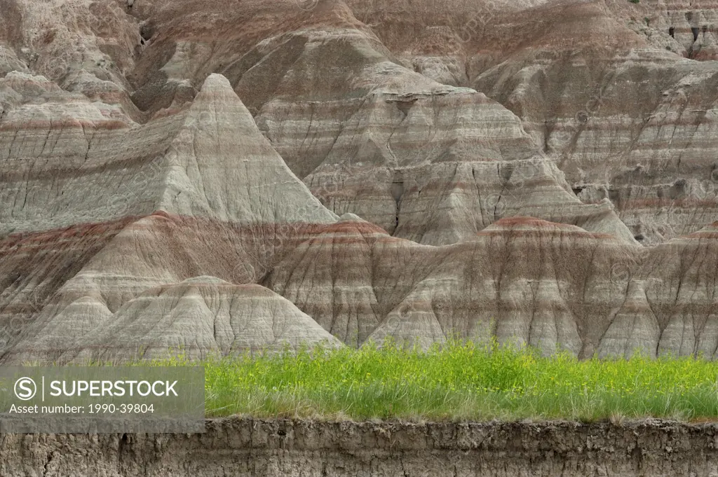 Sedimentary layers in badlands with colony of sweetclover. Badlands National Park, South Dakota, United States of America.