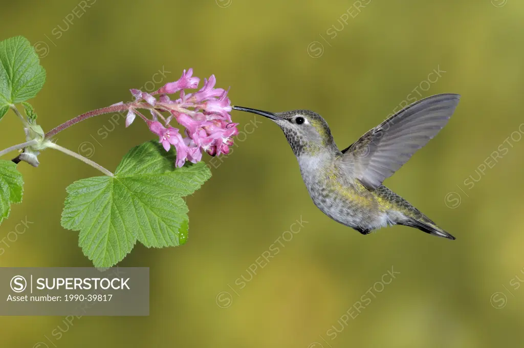 Female Anna´s Hummingbird Calypte anna feeding on the nectar of a flower.