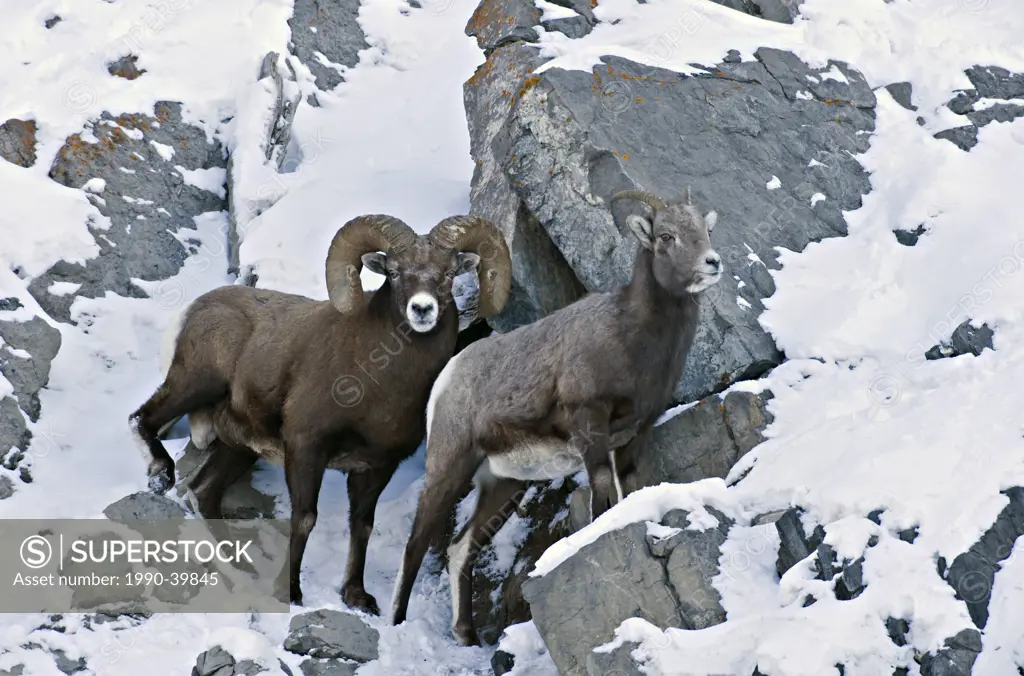 A male and female Rocky Mountain Bighorn Sheep Ovis canadensis on a snow covered rock cliff in Jasper National Park, Alberta, Canada.