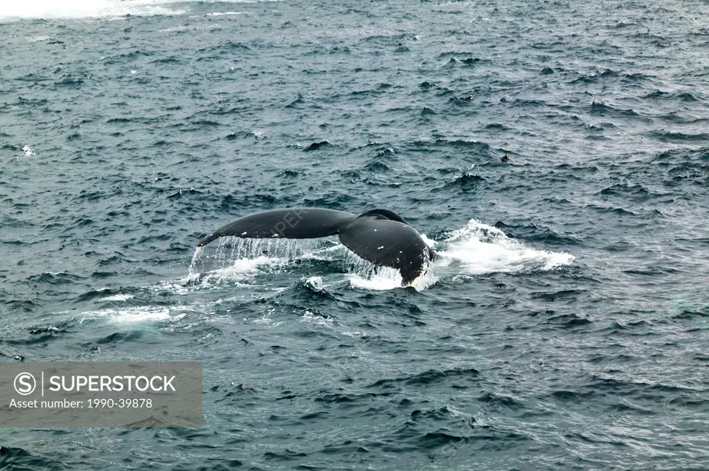 Humpback Whale Megaptera novaeangliae flukes in Witless Bay Ecological Reserve, Newfoundland and Labrador, Canada.