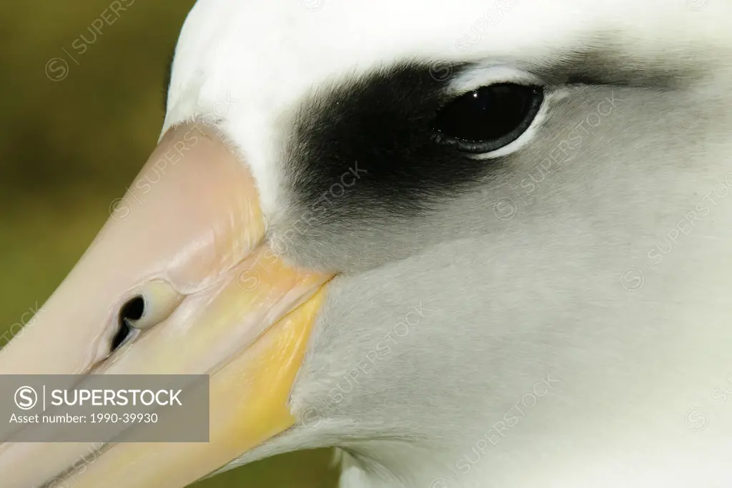 Laysan albatross Diomedea immutabilis, Midway Atoll, Hawaii