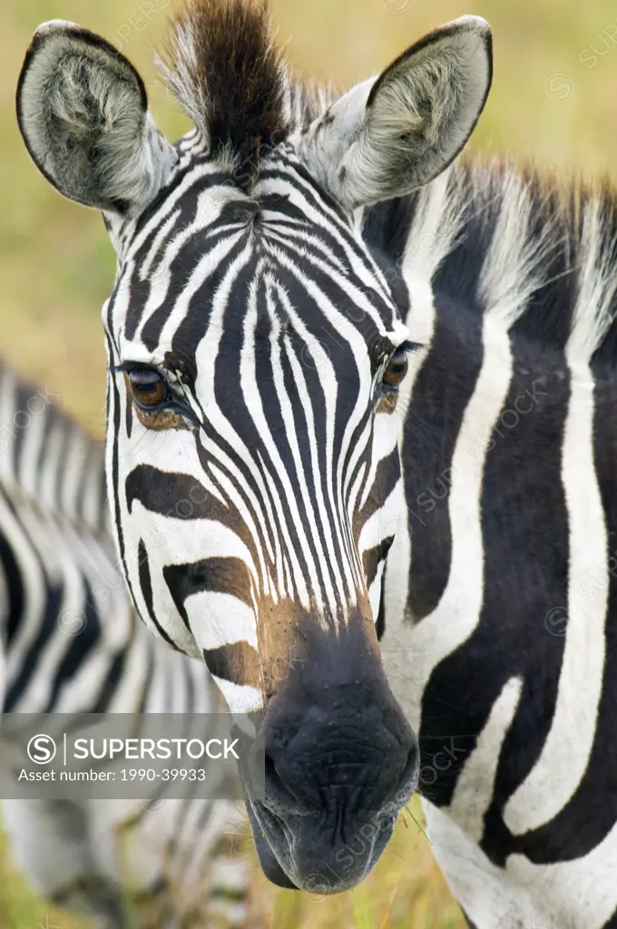 Adult plains zebra Equus burchelli, Serenget Plains, East Africa, Kenya