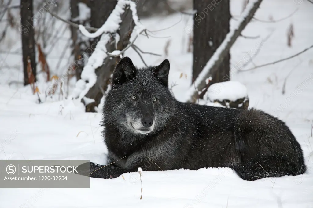 Spirit, leader of the Pipestone family of wolves in Banff National Park. Wolf Canis lupus