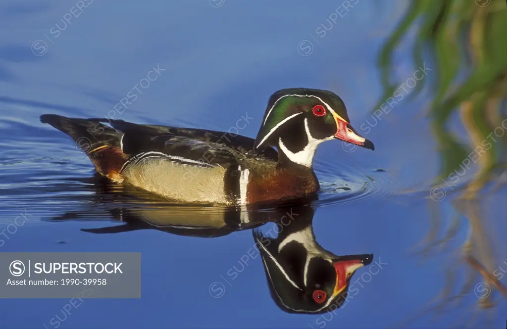 Wood Duck Aix sponsa drake and mirror reflection in water, spring, North America.