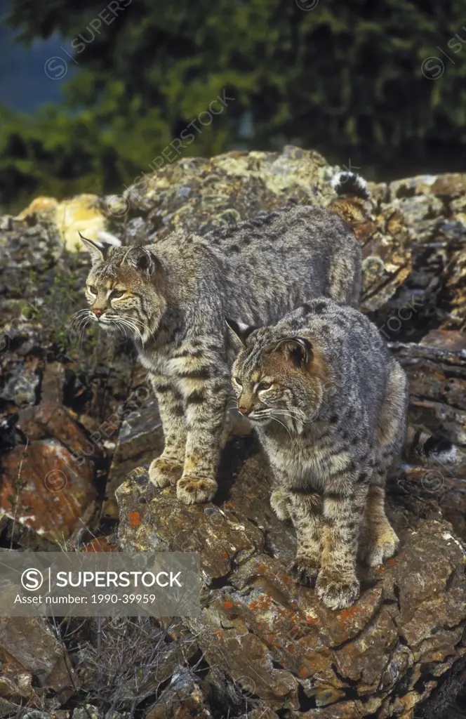 Bobcat Lynx rufus male on right & female on left, spring, Rocky Mountains, North America.