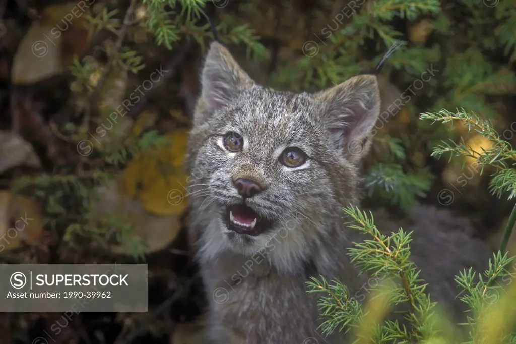 Canada Lynx Lynx canadensis, autumn, Rocky Mountains, North America.
