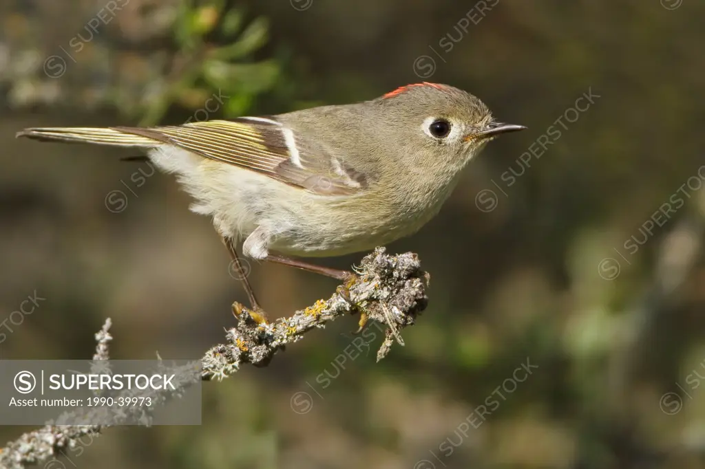 Ruby_crowned Kinglet Regulus calendula perched on a branch in Manitoba, Canada.