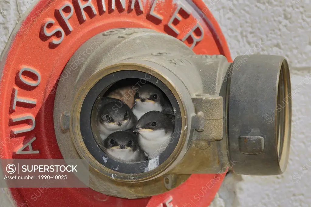 A brood of Tree Swallow Tachycineta bicolor nestlings in a fire hydrant pipe.