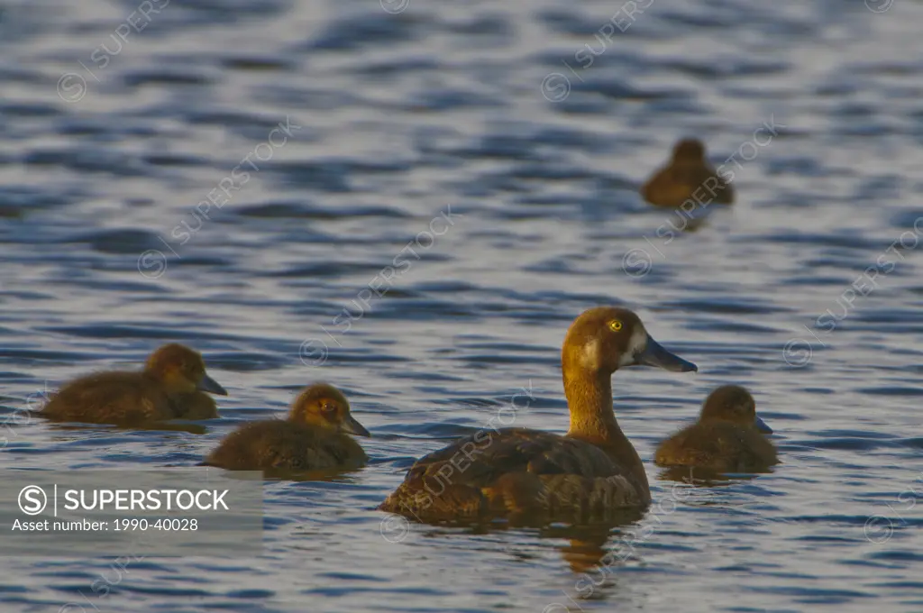 Female Greater Scaup Aythya marila with young on tundra pond.