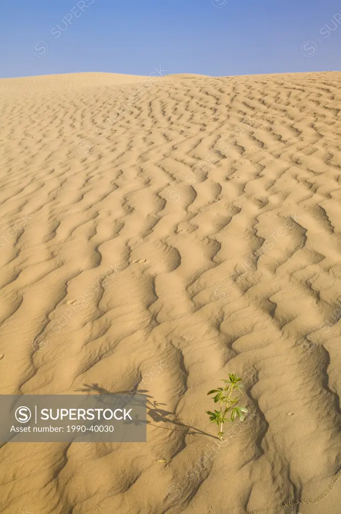 Open sand dunes, Great Sand Hills, Saskatchewan, Canada