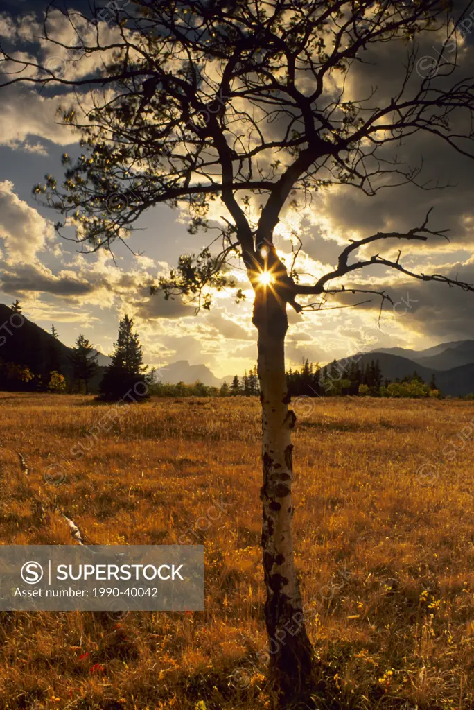 Sun burst through an alder tree in Bow Valley Provincial Park, Alberta, Canada.
