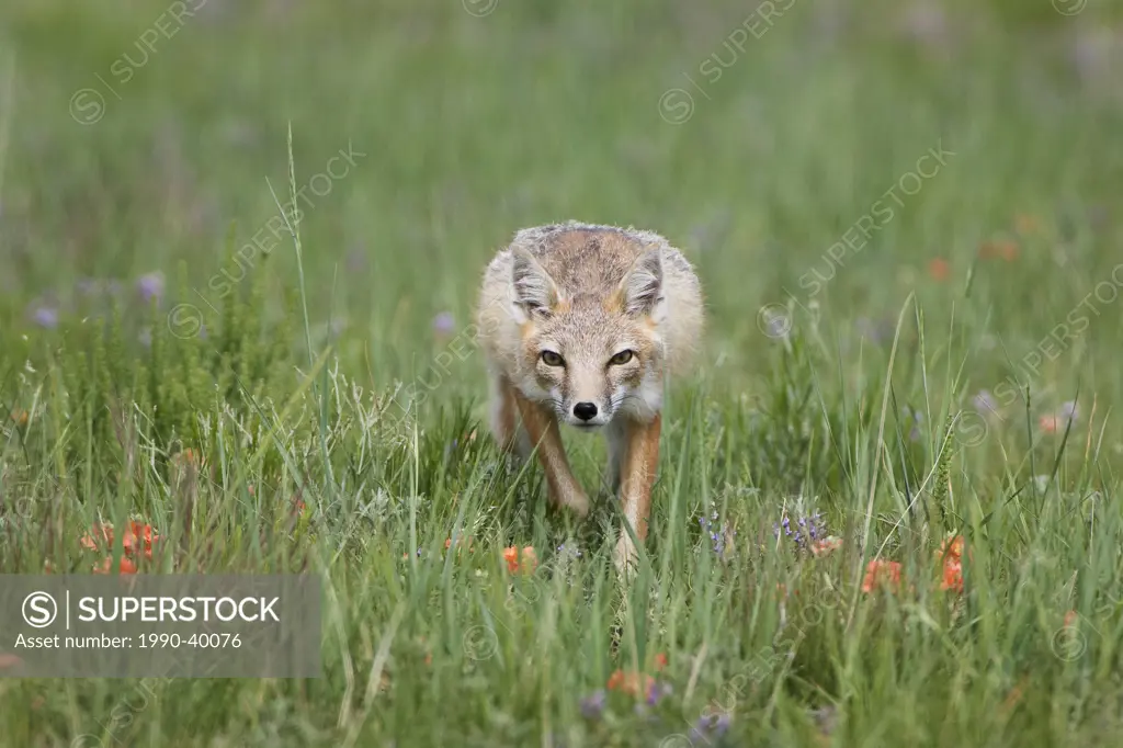Swift fox Vulpes velox, adult, near Pawnee National Grassland, Colorado.