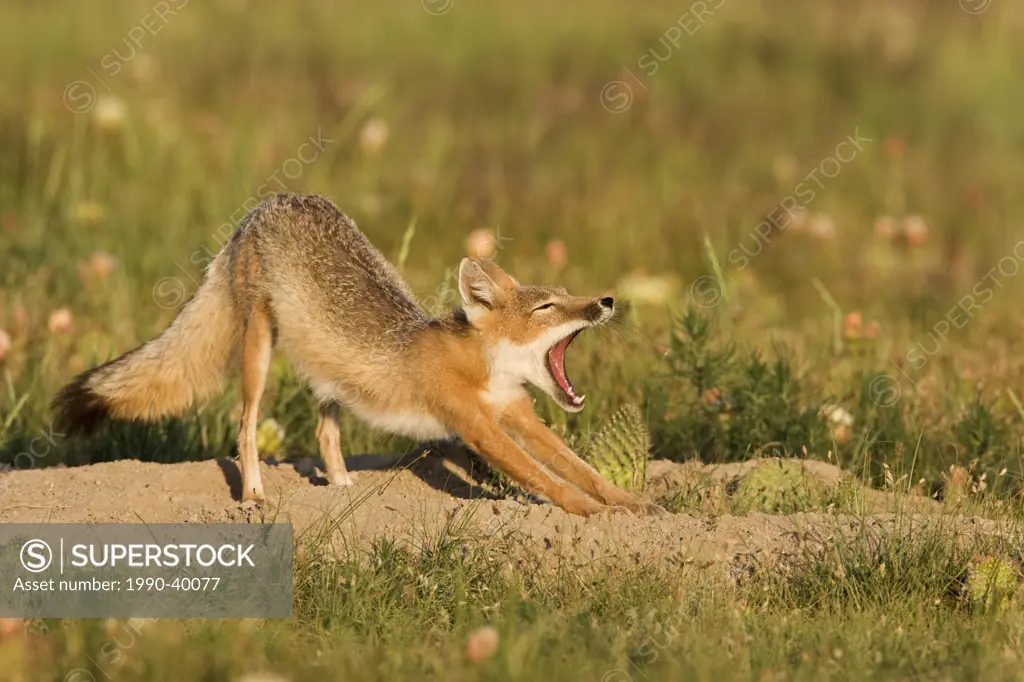 Swift fox Vulpes velox, male yawning and stretching, at den, near Pawnee National Grassland, Colorado.