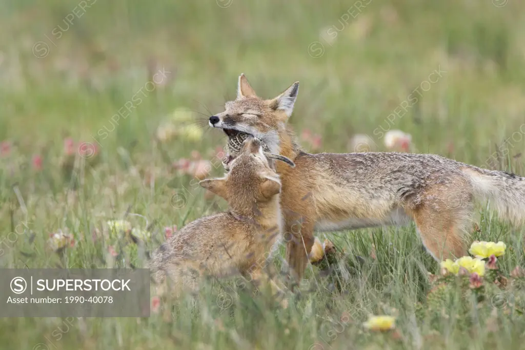Swift fox Vulpes velox, adult delivering thirteen_lined ground squirrel Spermophilus tridecemlineatus to kit, near Pawnee National Grassland, Colorado...