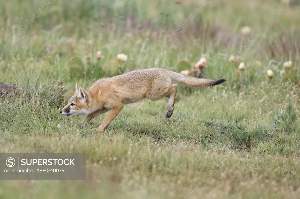 Swift fox Vulpes velox, kit running, near Pawnee National Grassland, Colorado.