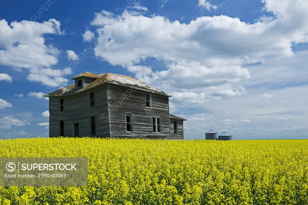 abandoned farm house in canola field with cumulus clouds in the sky, near Torquay, Saskatchewan, Canada