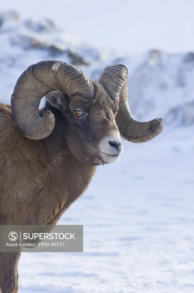 A portrait of a mature male Rocky Mountain Bighorn Sheep Ovis canadensis, Jasper National Park, Alberta, Canada.