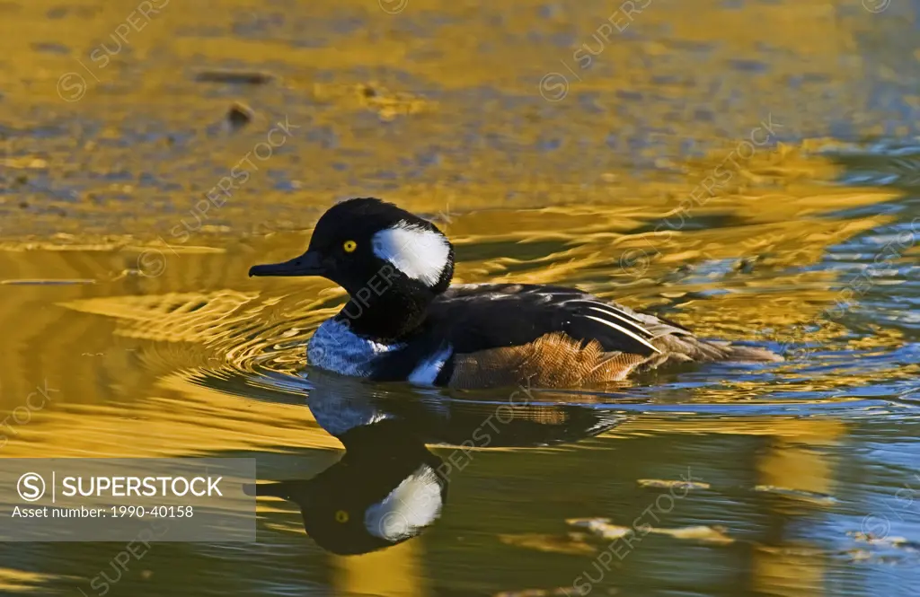 A male Hooded Merganser Duck Lophodytes cucullatus swimming in a pond of water.