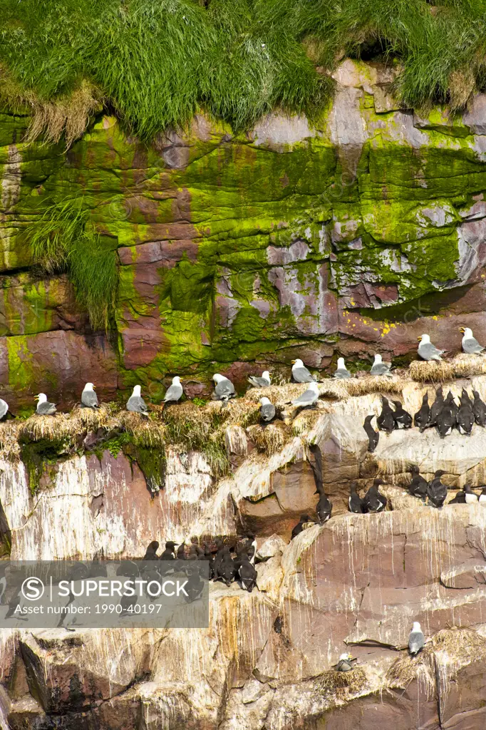 Thin_billed Murre or Common Murre Uria aalge and Black_legged Kittiwake Rissa tridactyla on the cliffs in Witless Bay Ecological Reserve, Newfoundland...