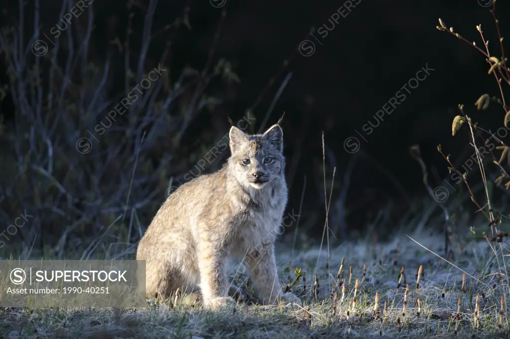 Wild lynx Lynx canadensis