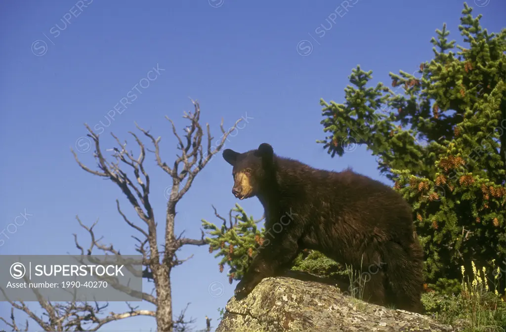Black Bear Ursus americanus pauses on rock overhang to survey its surroundings, summer, Rocky Mountains, North America.