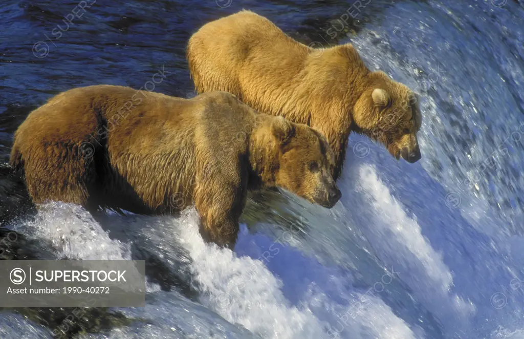 Brown Bears Ursus arctos middendorffi wait to catch migrating salmon leap up falls, summer, Katmai National Park, Alaska.