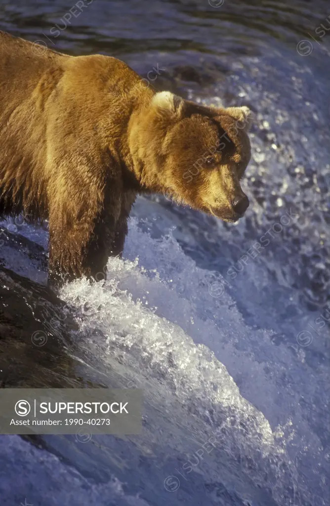 Brown Bear Ursus arctos middendorffi waits to catch migrating salmon leap up falls, summer, Katmai National Park, Alaska.