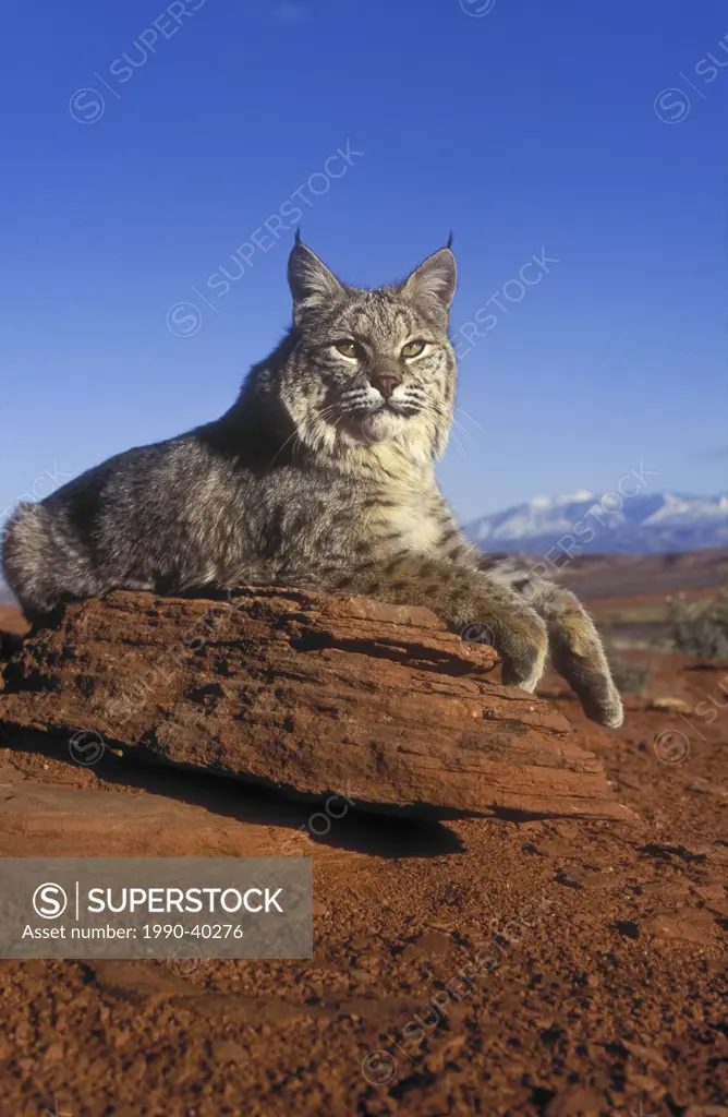 Bobcat Lynx rufus male rests on sandstone outcrop near Arches National Park, Utah, U.S.A.