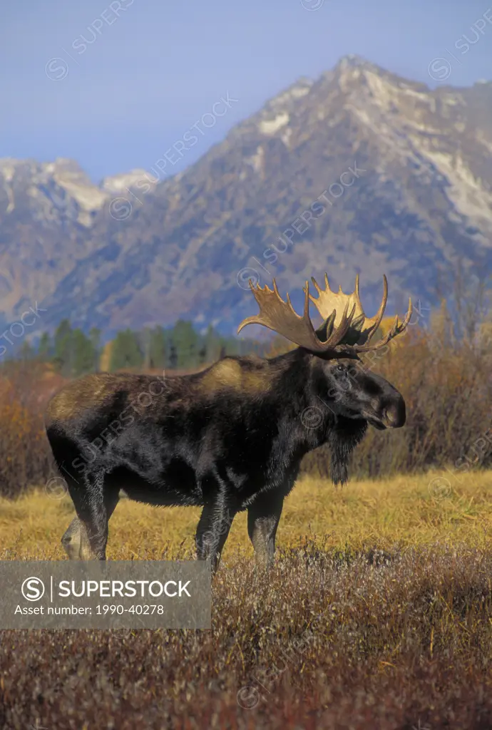 Bull Moose Alces alces in mating season, autumn, Grand Teton National Park, Wyoming, U.S.A.