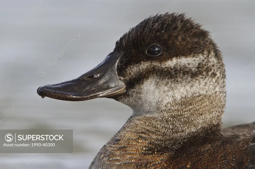 Ruddy Duck Oxyura jamaicensis in a pond in British Columbia, Canada.