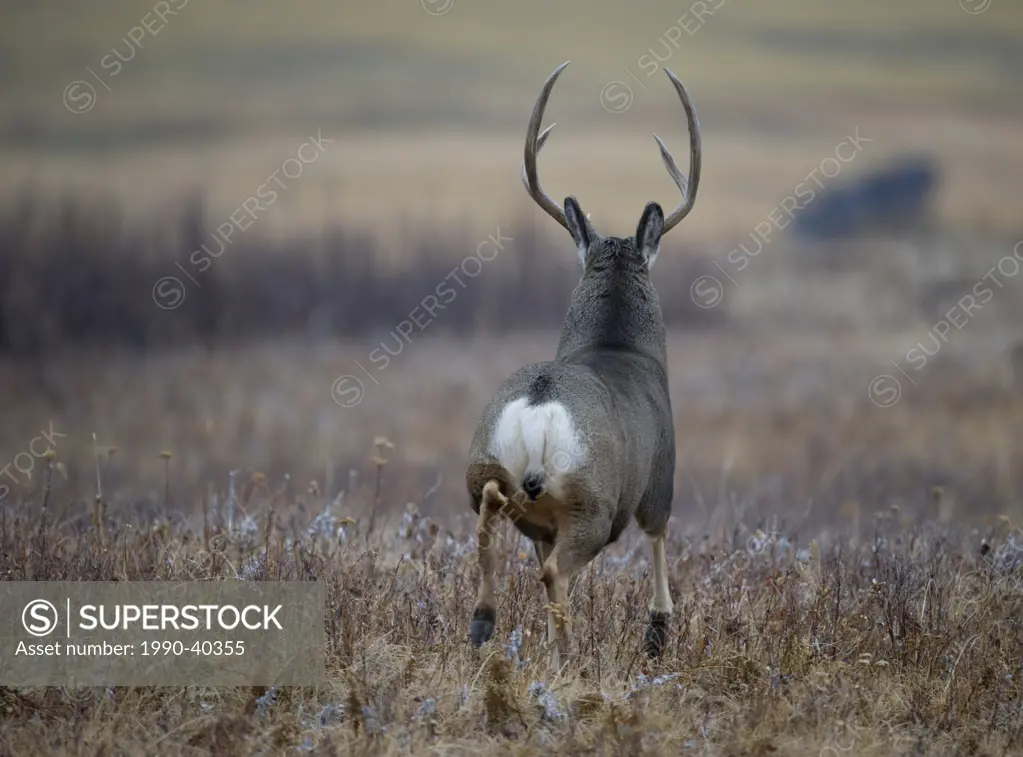Male Mule Deer Odocoileus hemionus running across Prairie. Southwest Alberta, Canada.