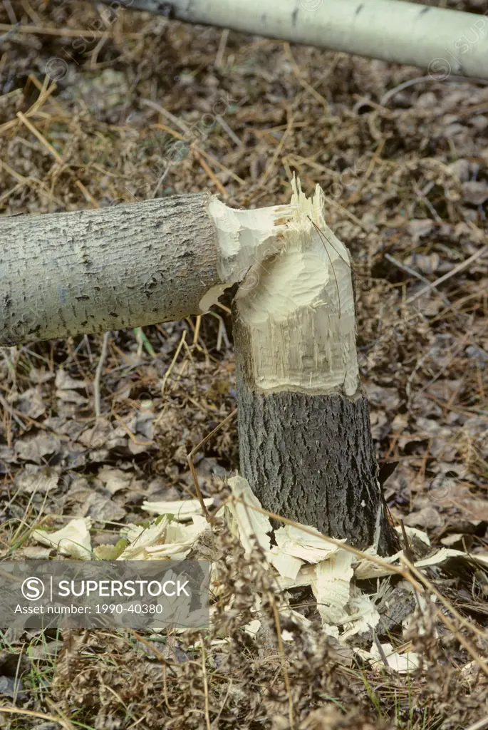 Birch tree felled by North American Beaver Castor canadensis Ontario, Canada.